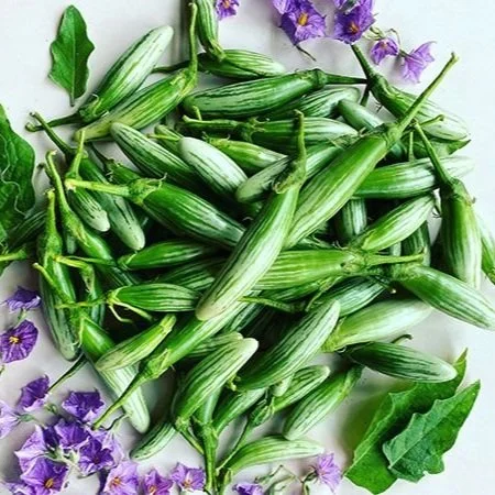Eggplant - Thai Green Frog