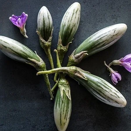 Eggplant+-+Thai+Green+Frog1.jpg