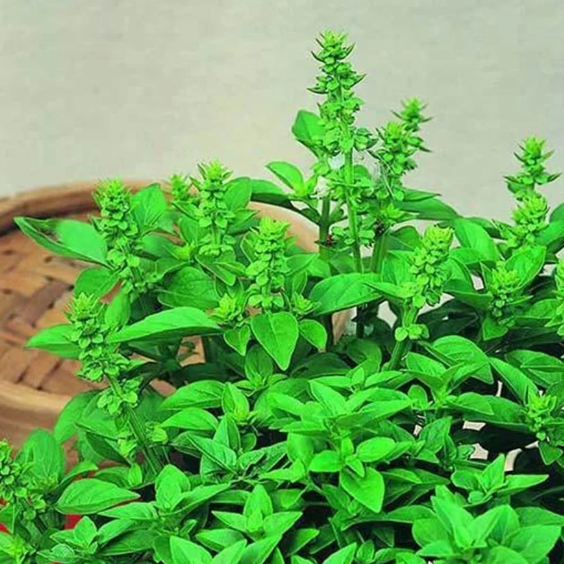 Spicy Basil