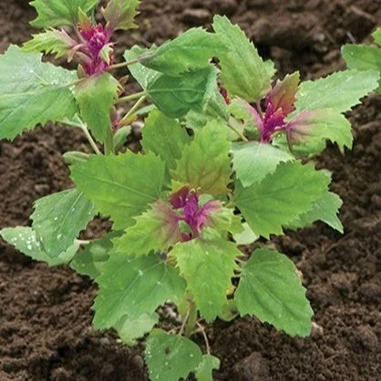 Magenta Spreen