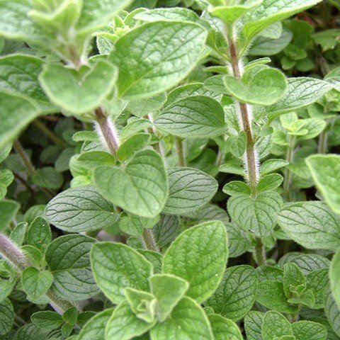 Nepitella