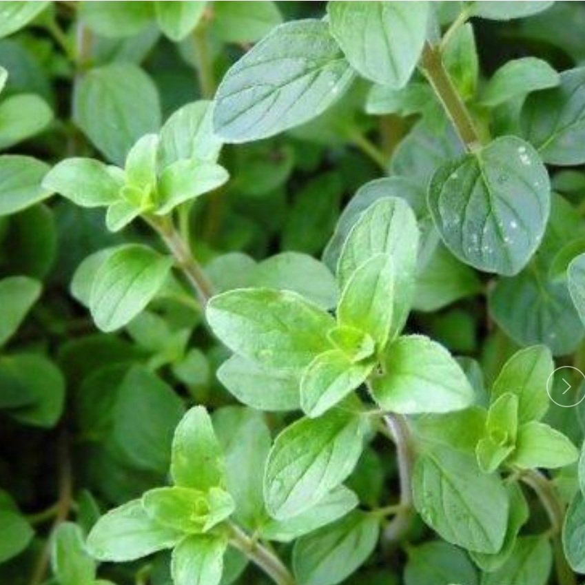 Italian Oregano