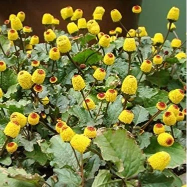 Toothache Plant