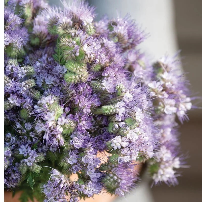 Phacelia
