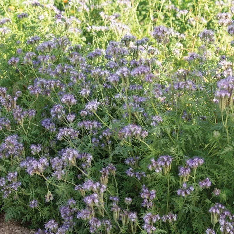 Phacelia.jpg