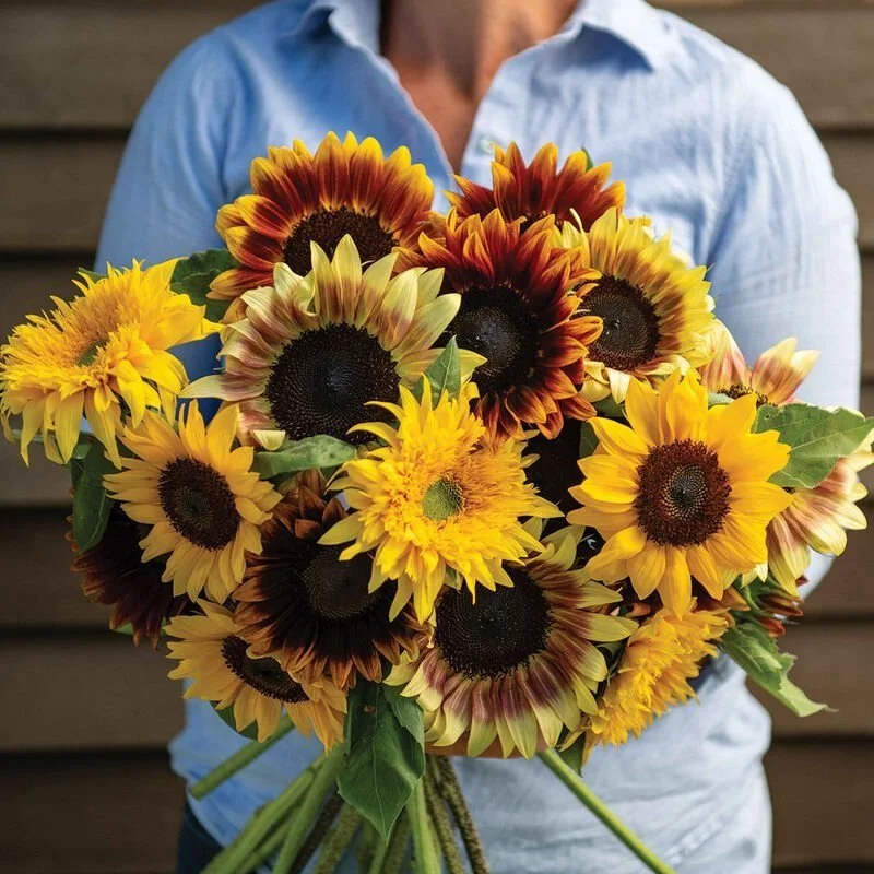 Sunflower Mixes