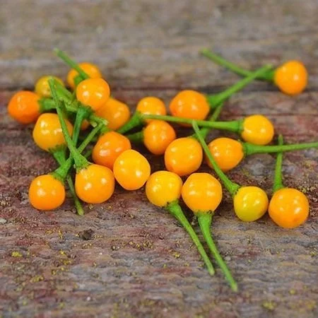 Aji+Charapita.jpg