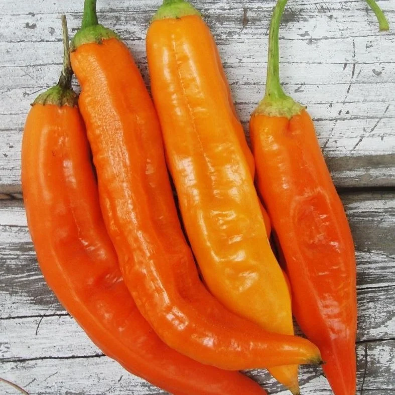 Aji+Amarillo1.jpg