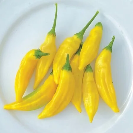 Lemon Drop
