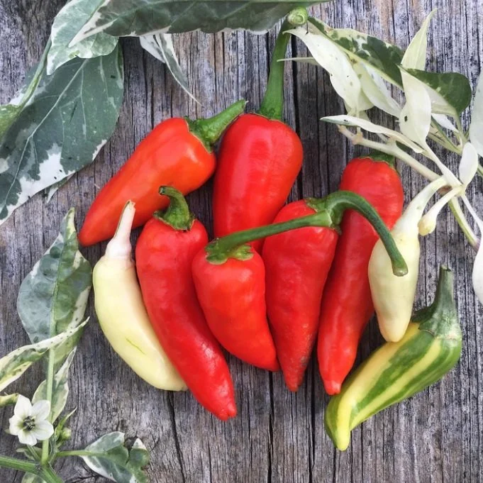 Fish Pepper