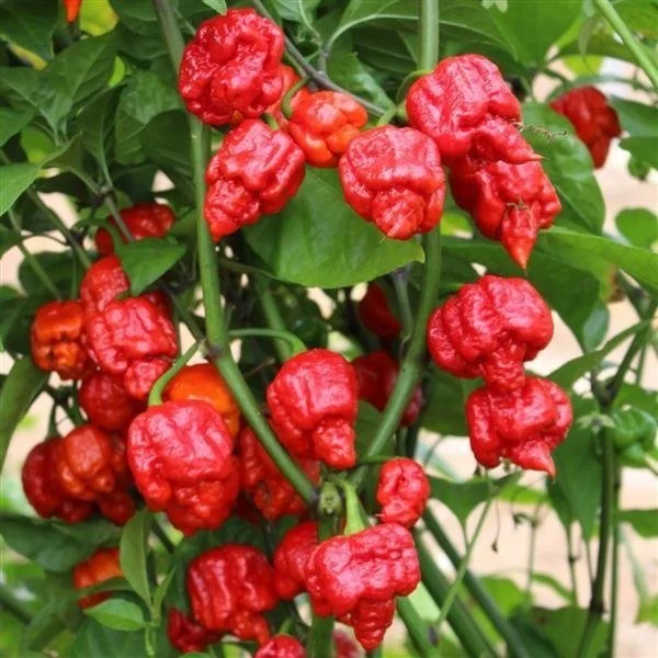Armageddon Pepper