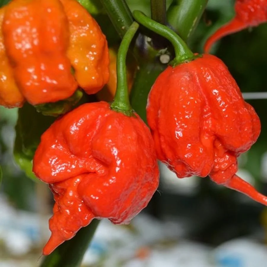 Armageddon+pepper.jpg