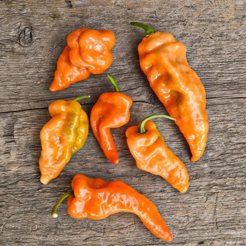 Habanada Pepper