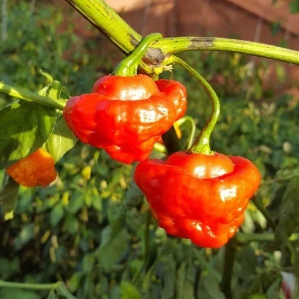Aji Cachucha
