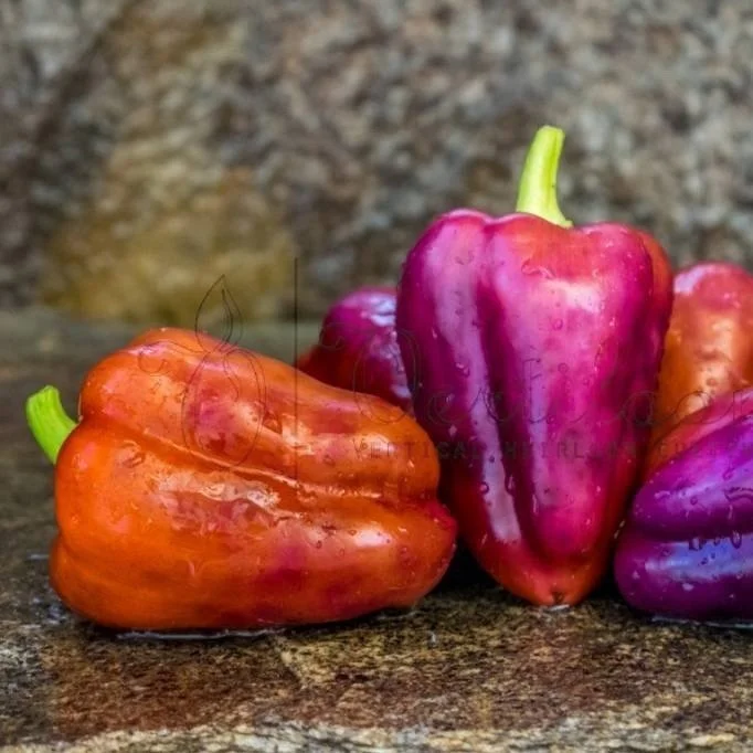 Oda Sweet Pepper