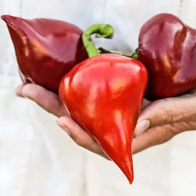 Leysa Pepper