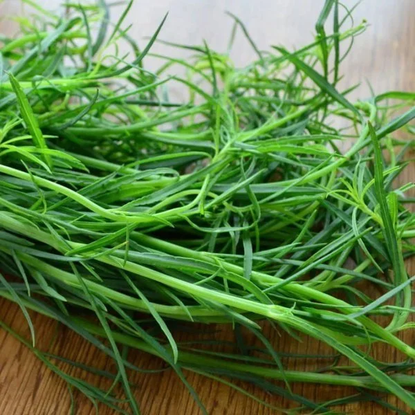 Pipicha