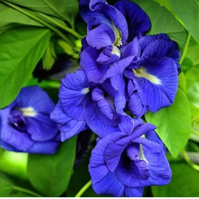 Butterfly Pea