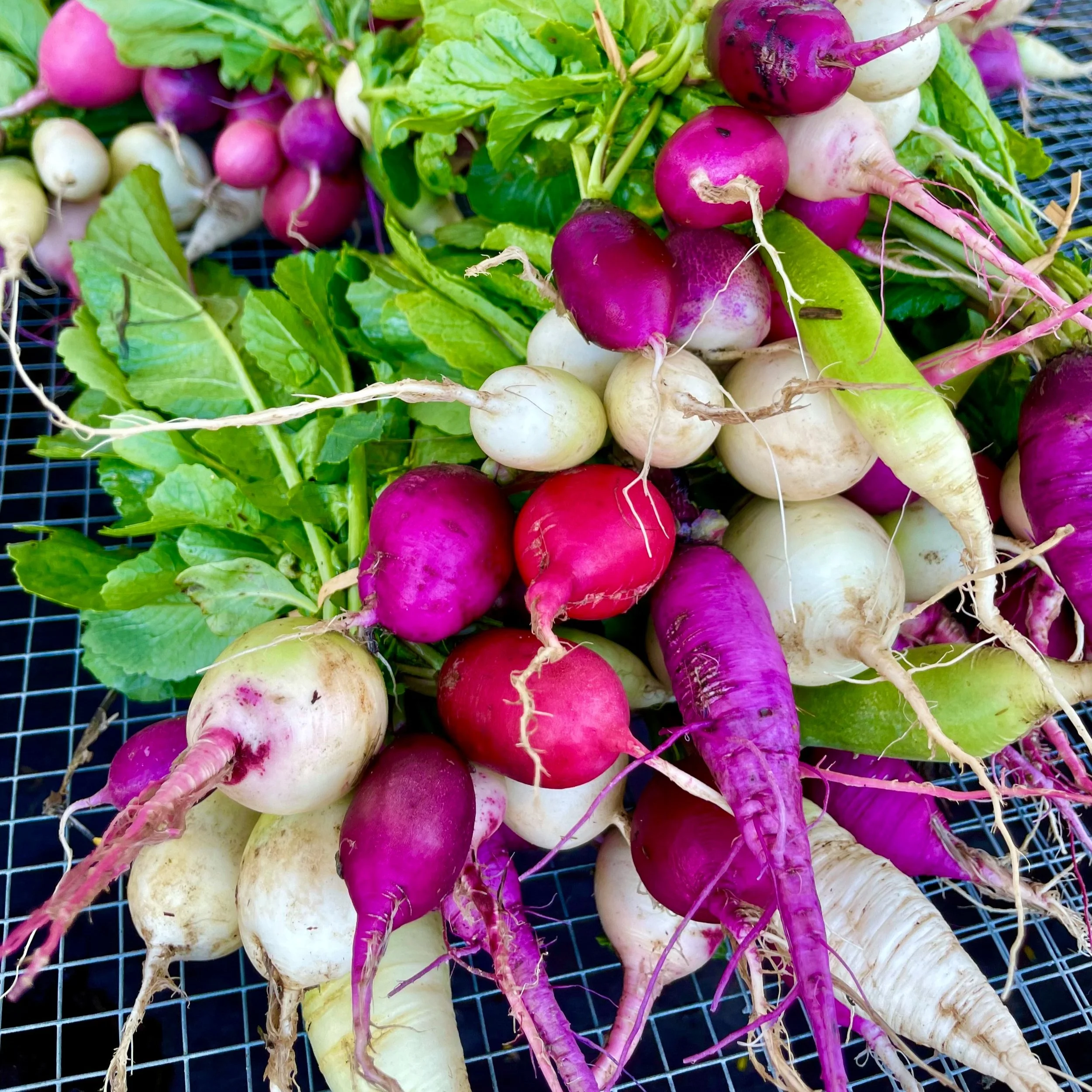 Exotic Radish Mix