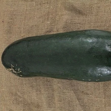 Giant Wax Melon