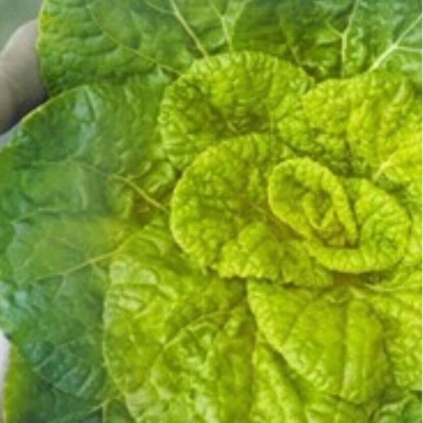 Winter Heart Choy
