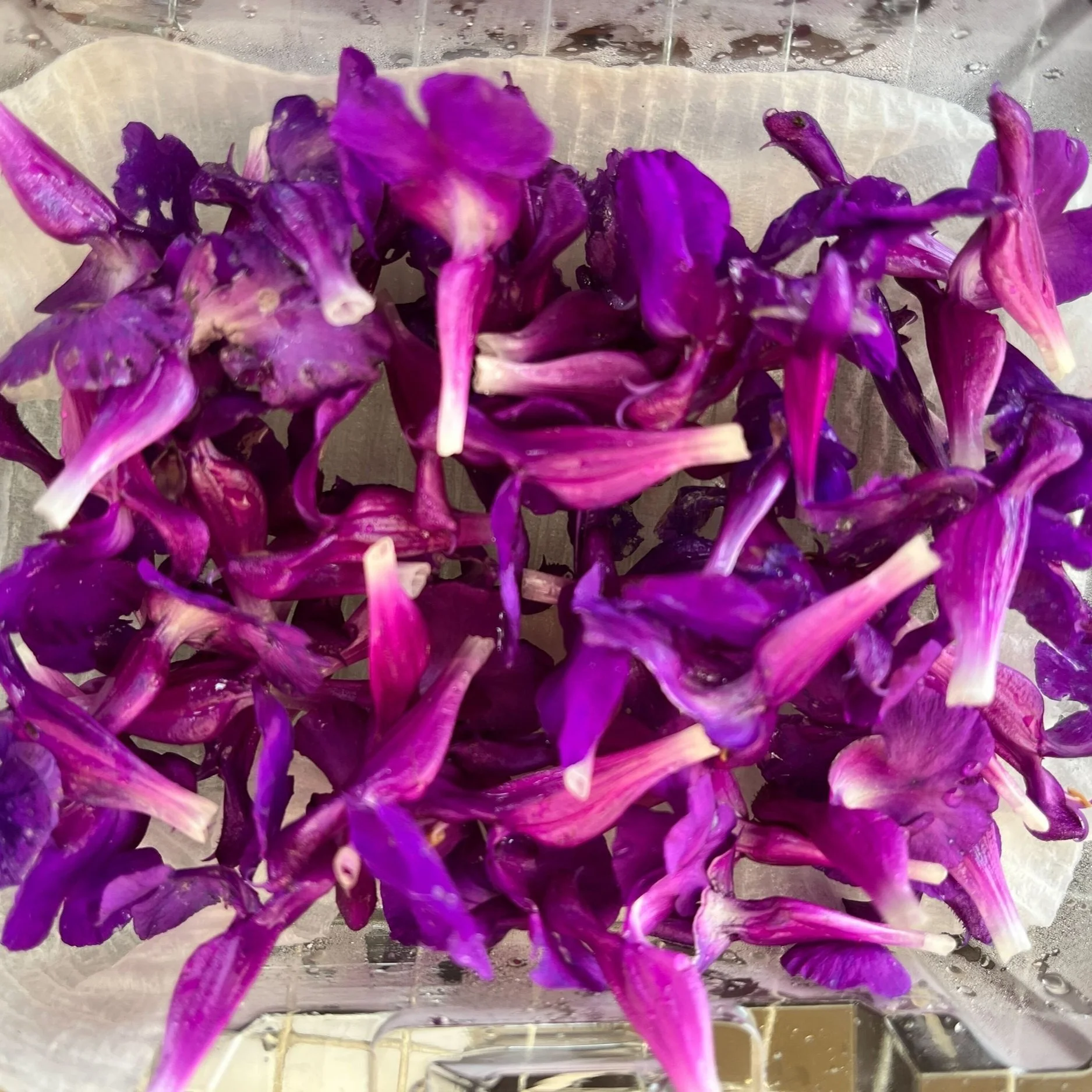Autumn Sage - Purple . 75ct