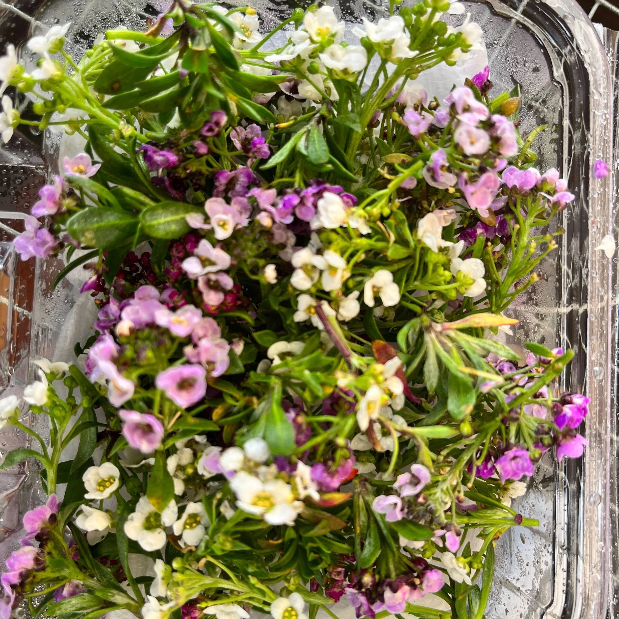Alyssum - Mix Product Image