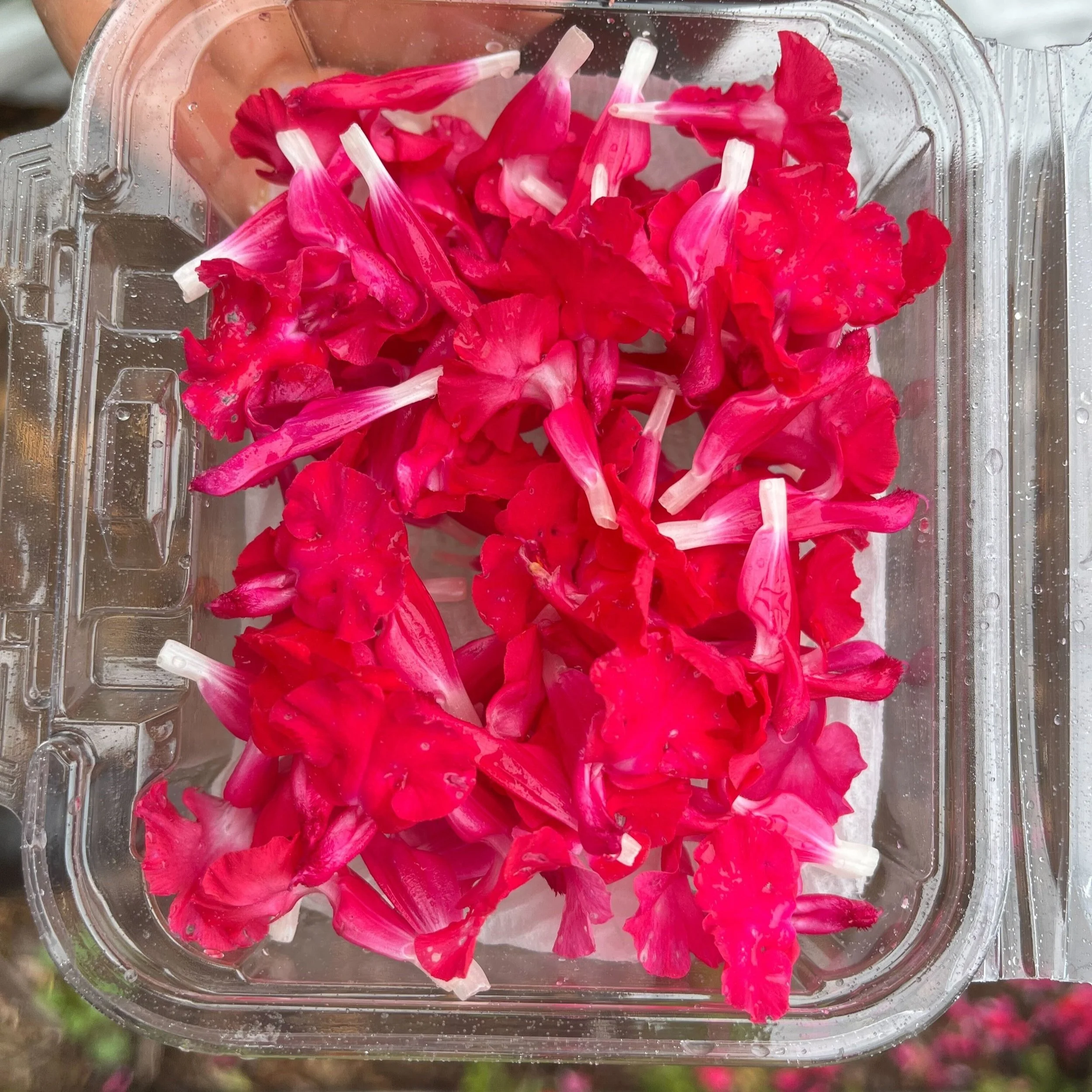 Autumn Sage - Hot Pink  Product Image