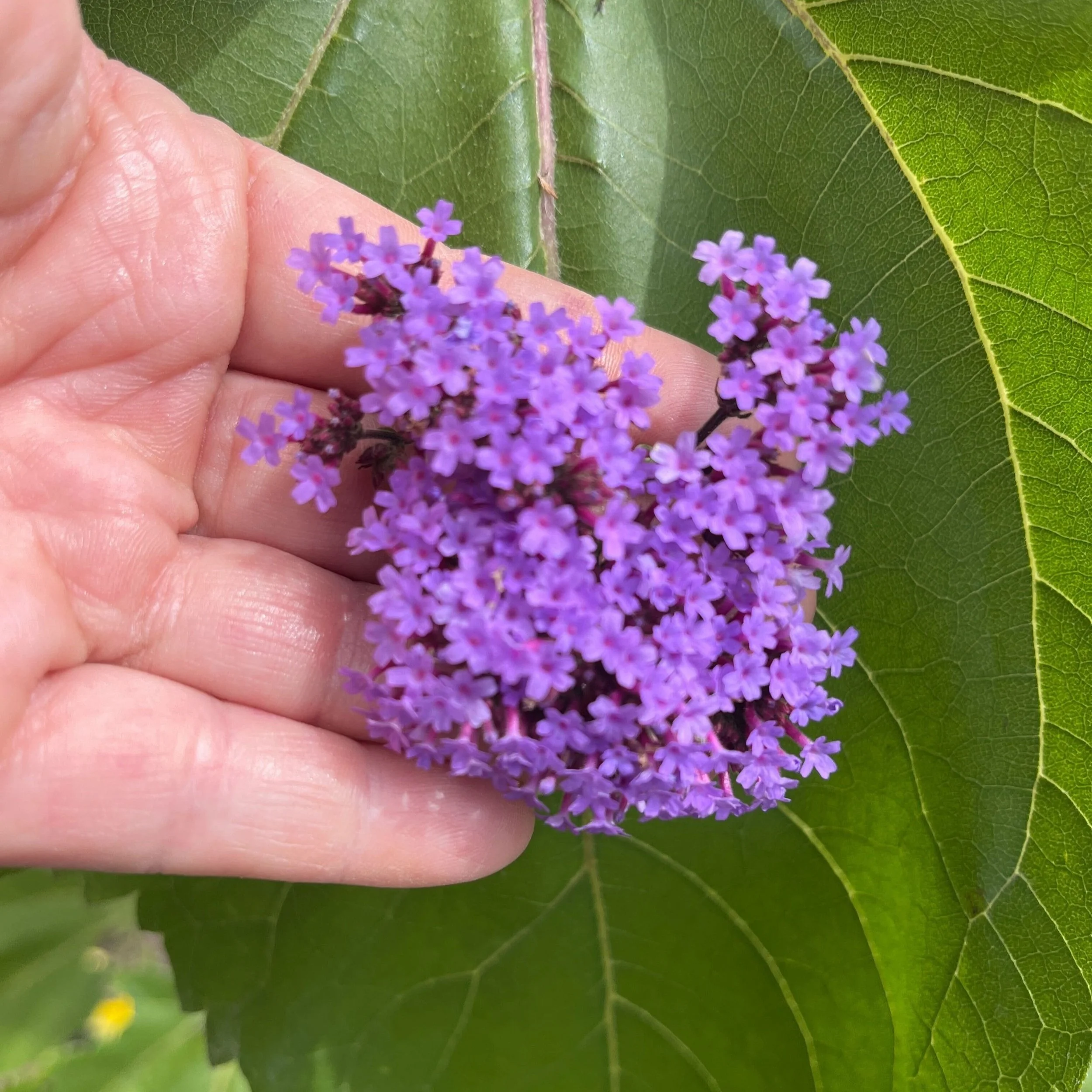 Purple Verbena Flower. 10-15 Clusters