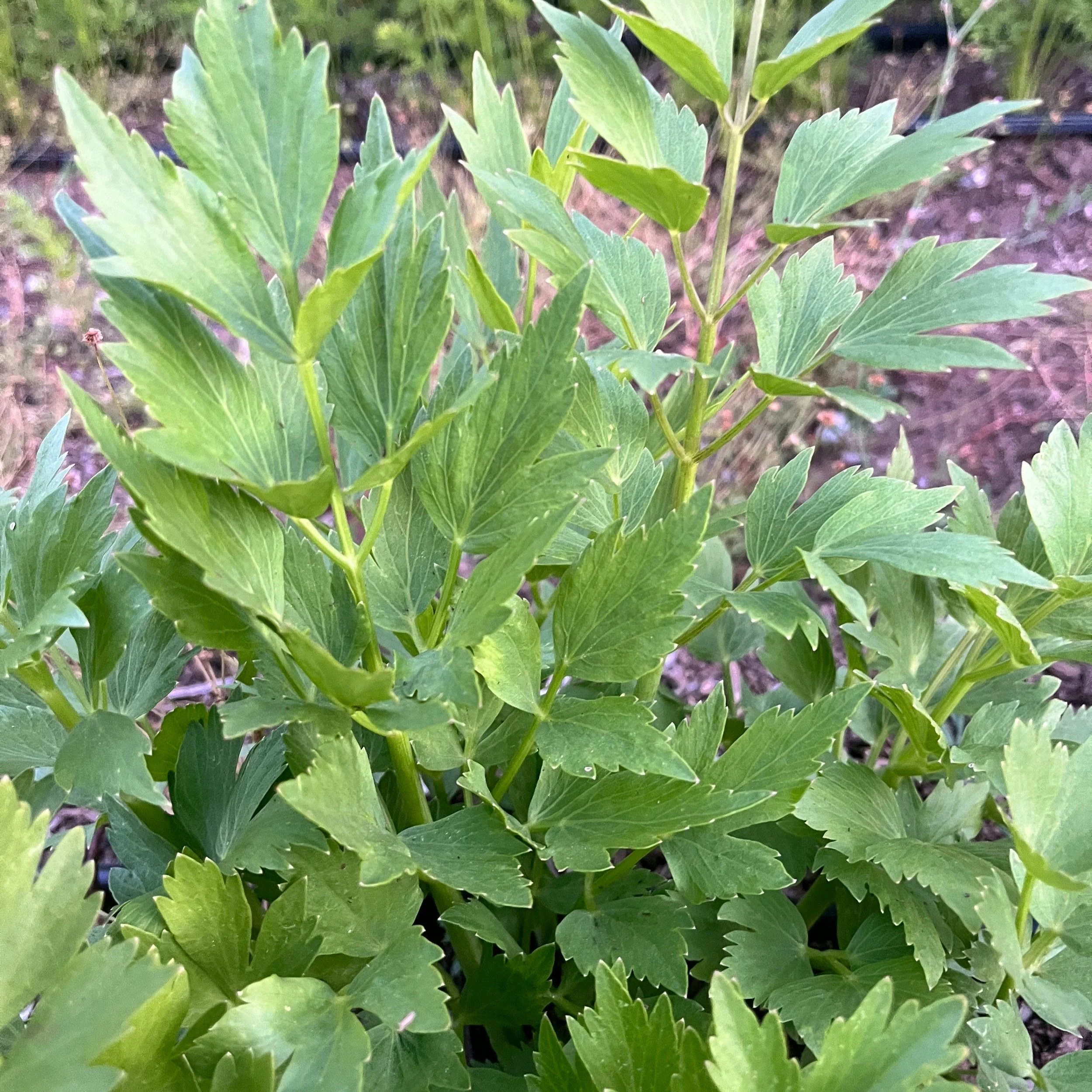 Lovage
