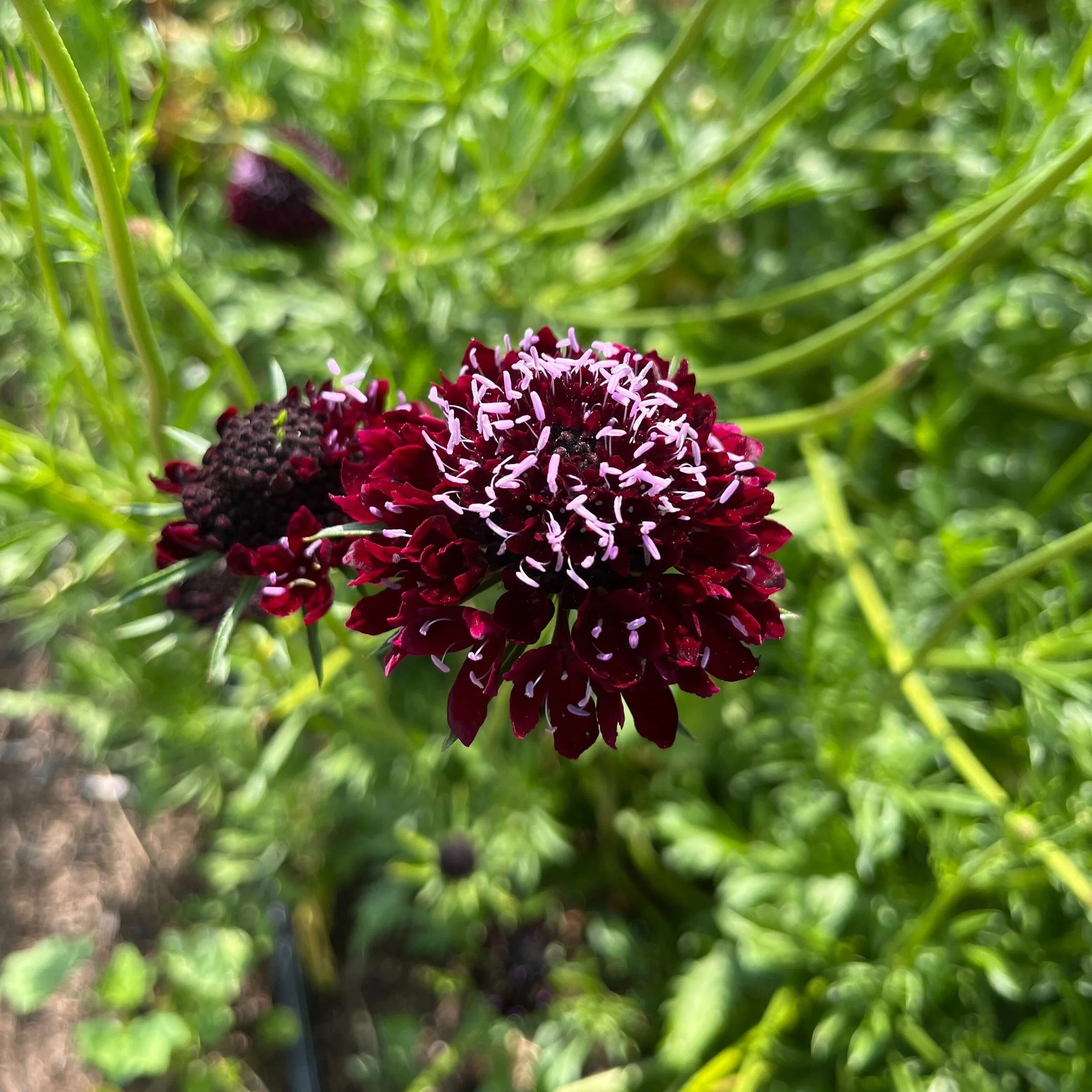 Black Knight Scabiosa