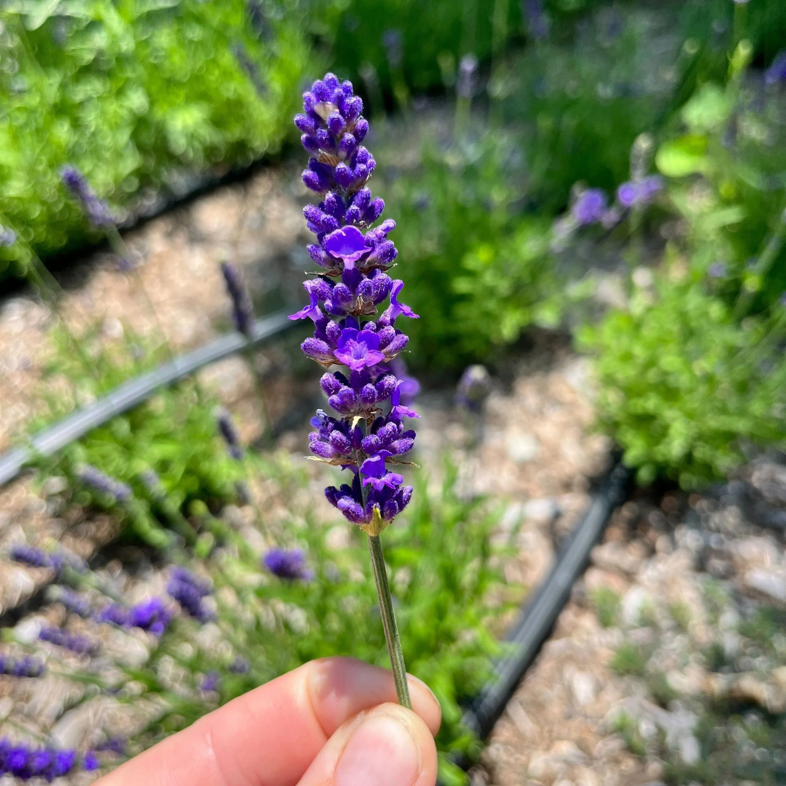 Lavender Wands Product Image