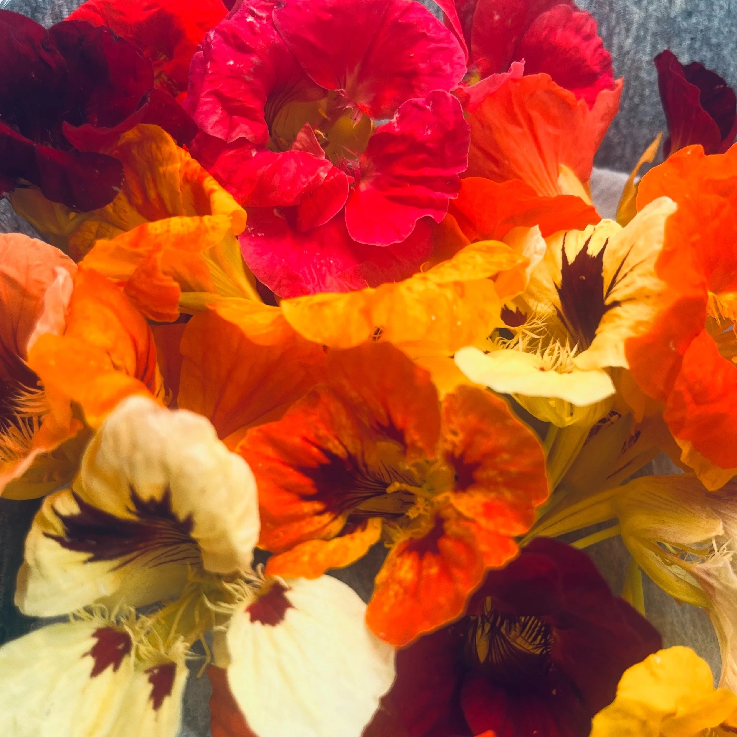 Nasturtium - Mix Product Image