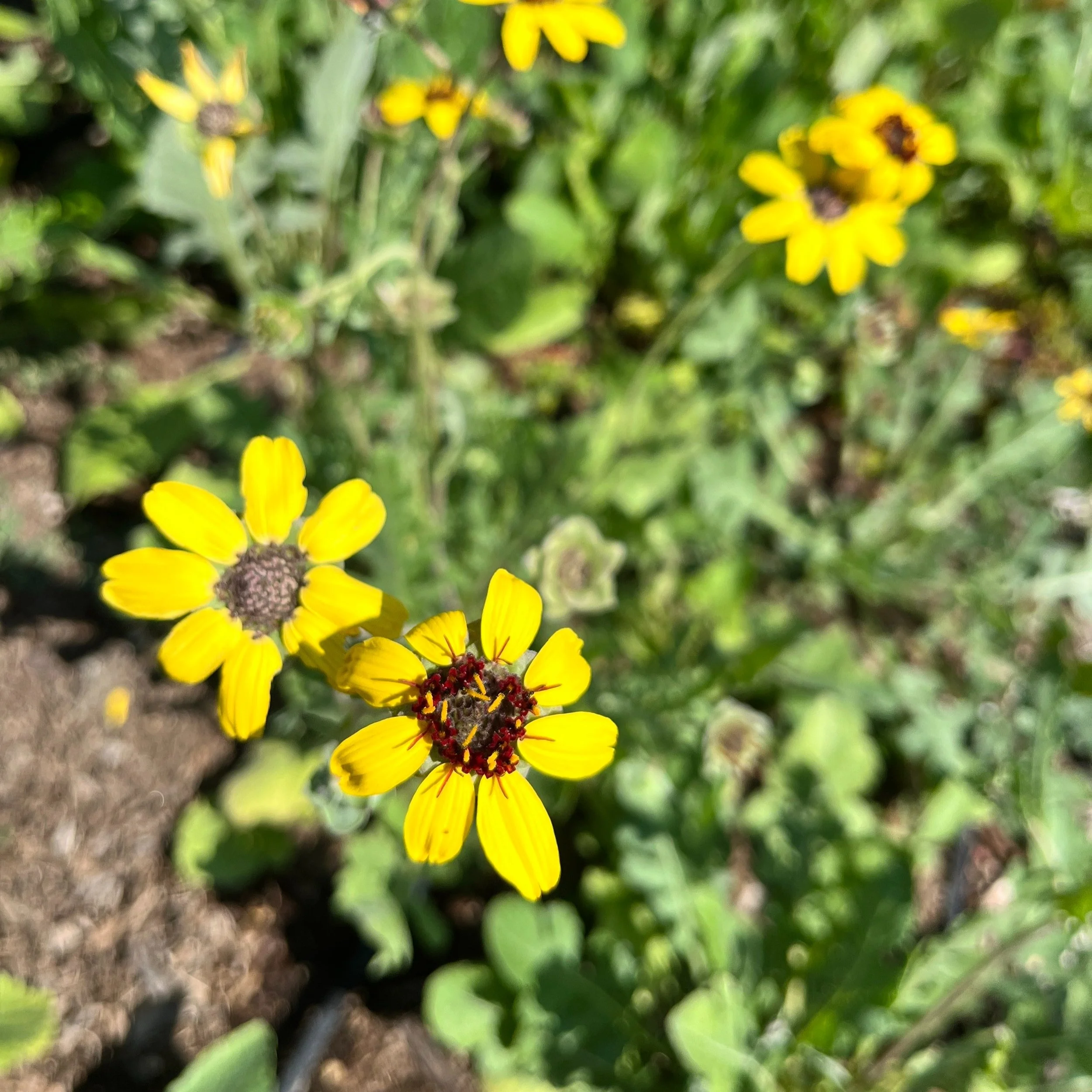 chocolate+daisies.jpg
