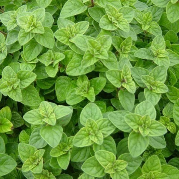 Oregano