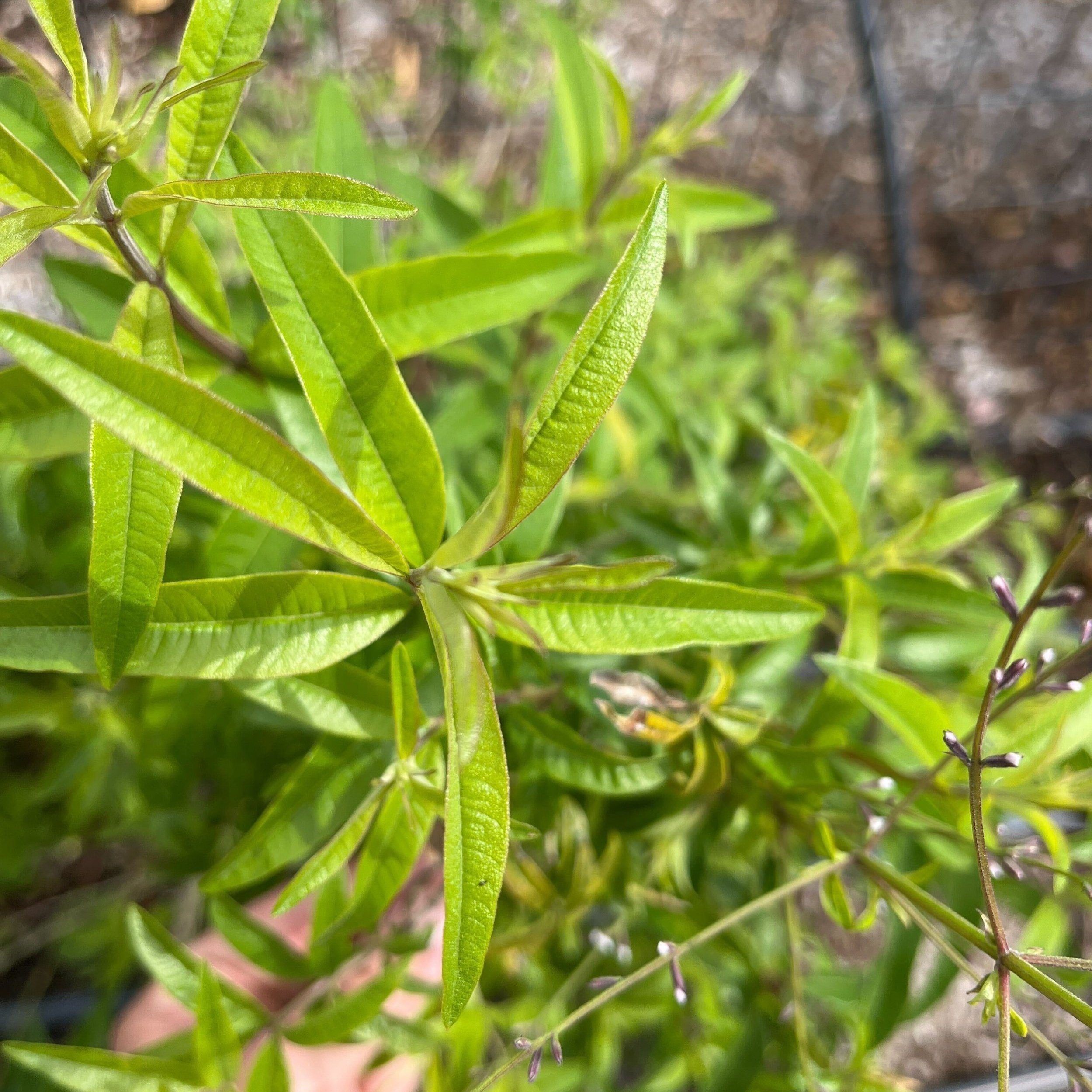 Lemon Verbena