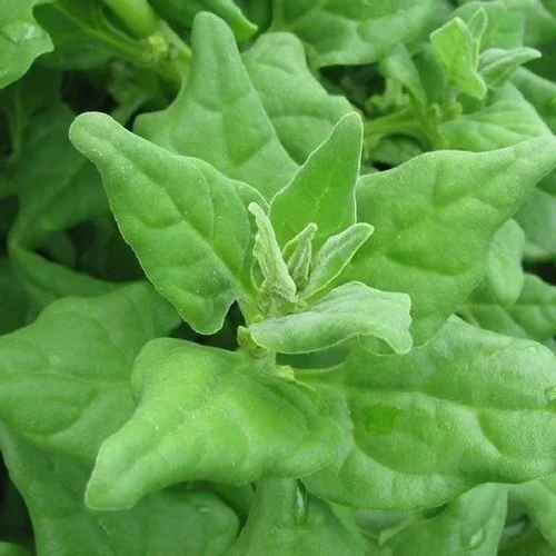 New Zealand Spinach
