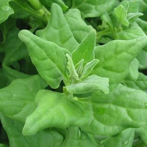 New+Zealand+Spinach.jpg