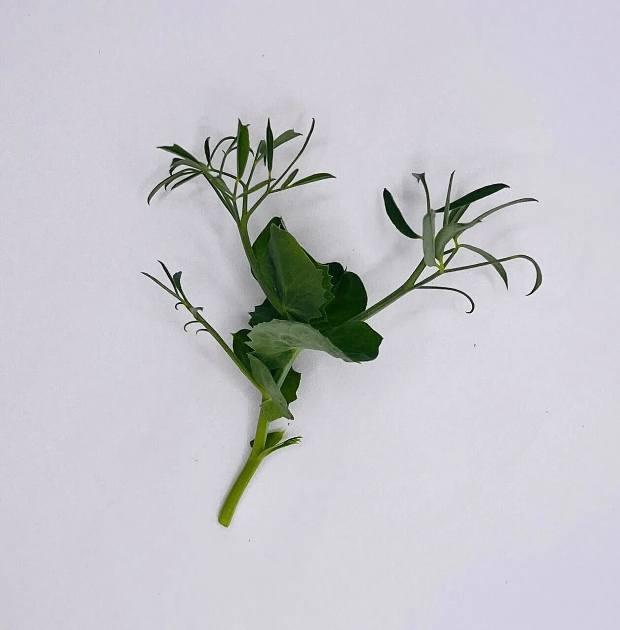 Parsley Pea Micro.jpg