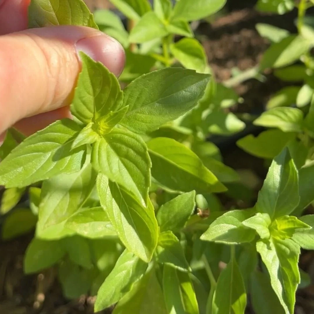 Lime Basil.jpg