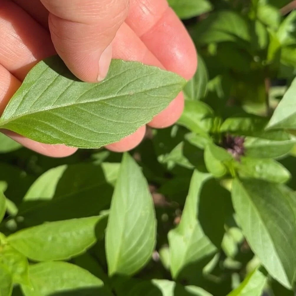 Thai Basil