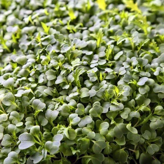 Broccoli+Microgreen.jpg