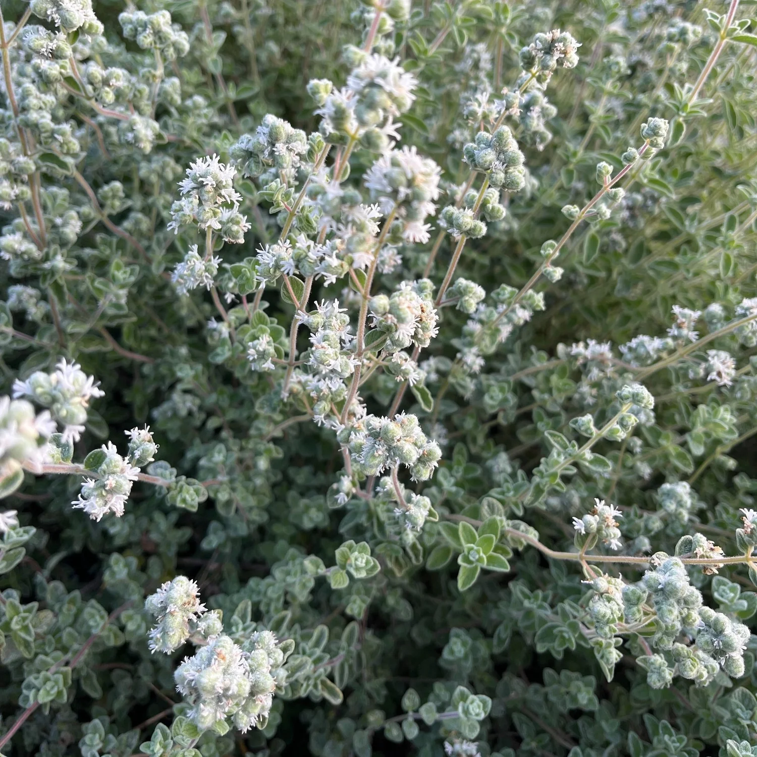 Za'atar - Flowering . Sold By Bunch
