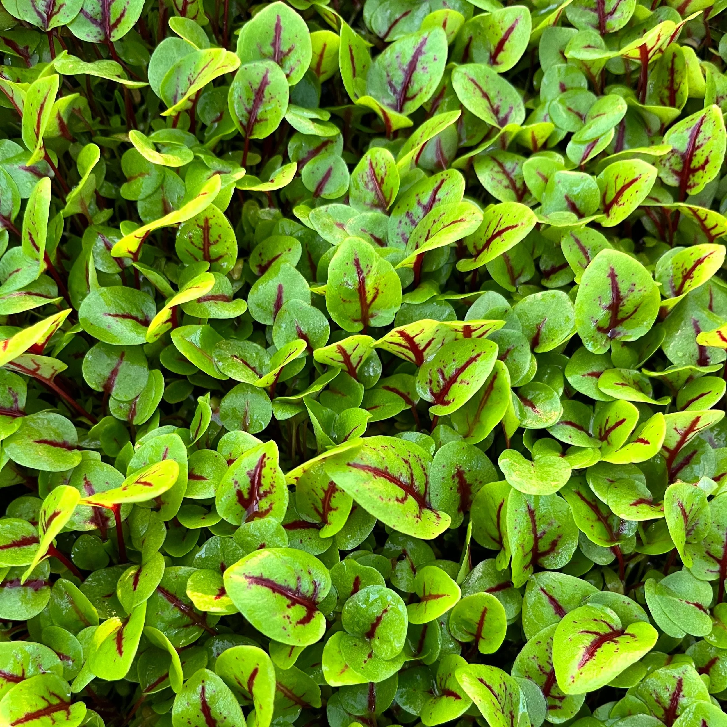 Red-Veined Sorrel Micro Product Image