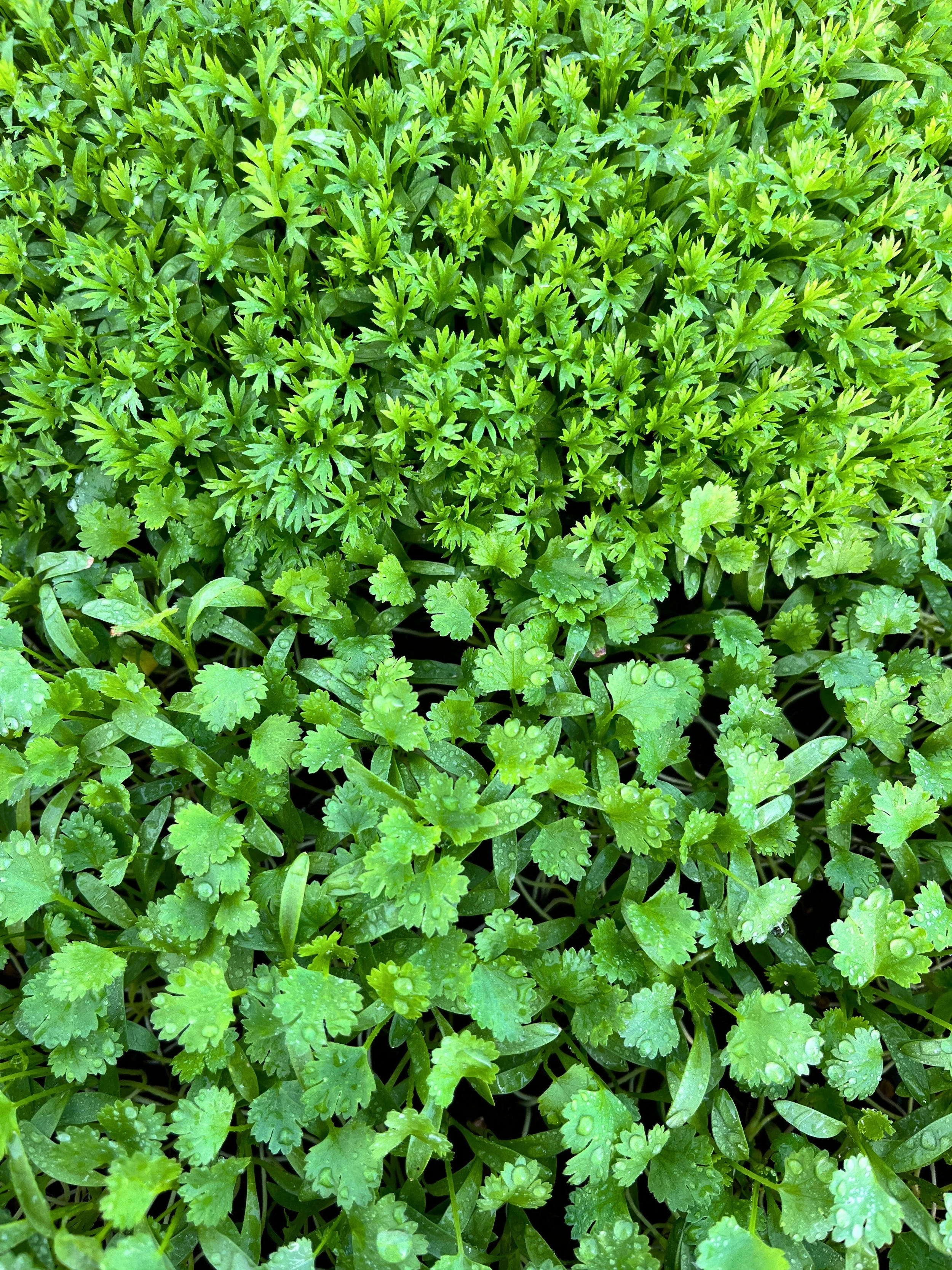 Exploring the World of Microgreens - Cilantro Edition