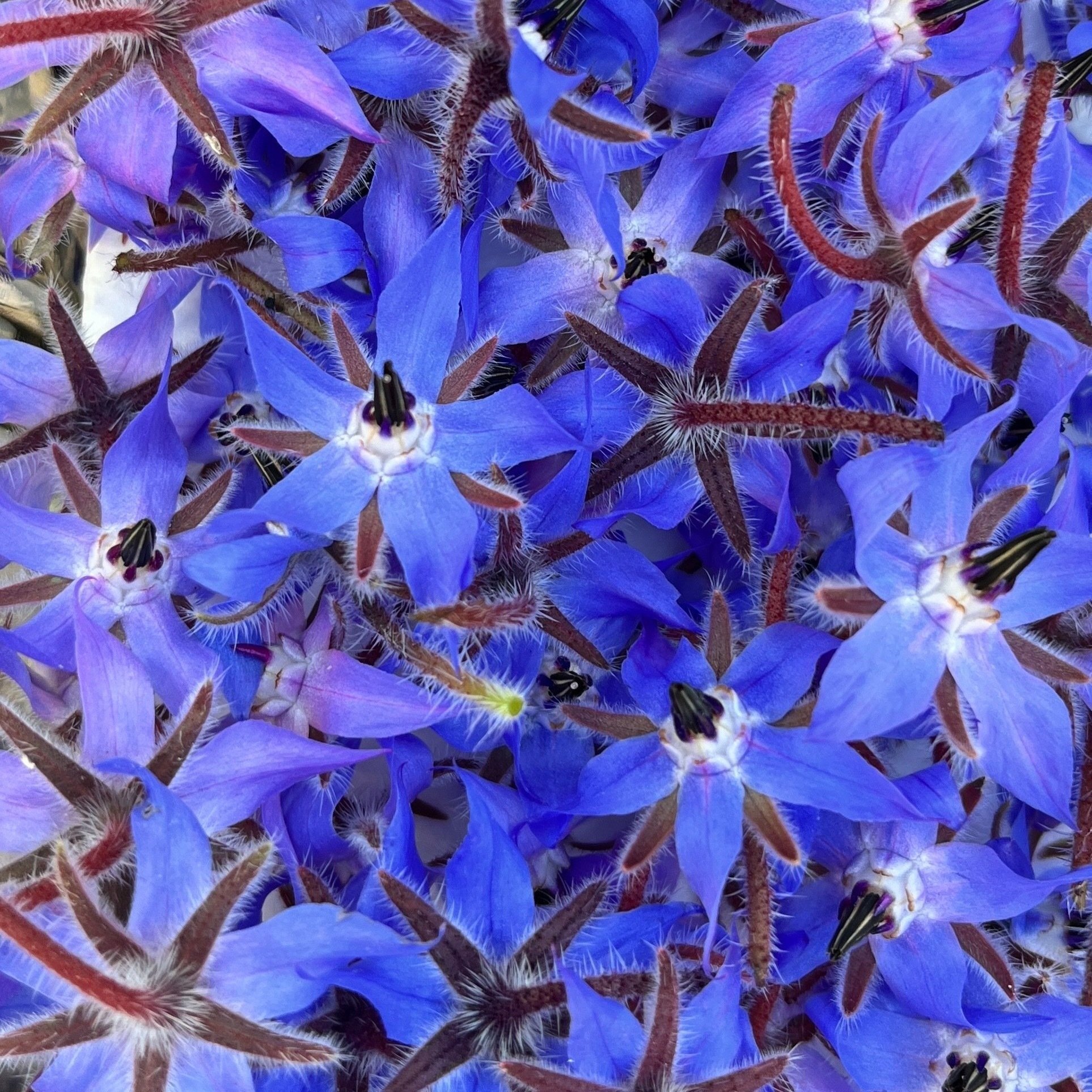 Borage.jpg