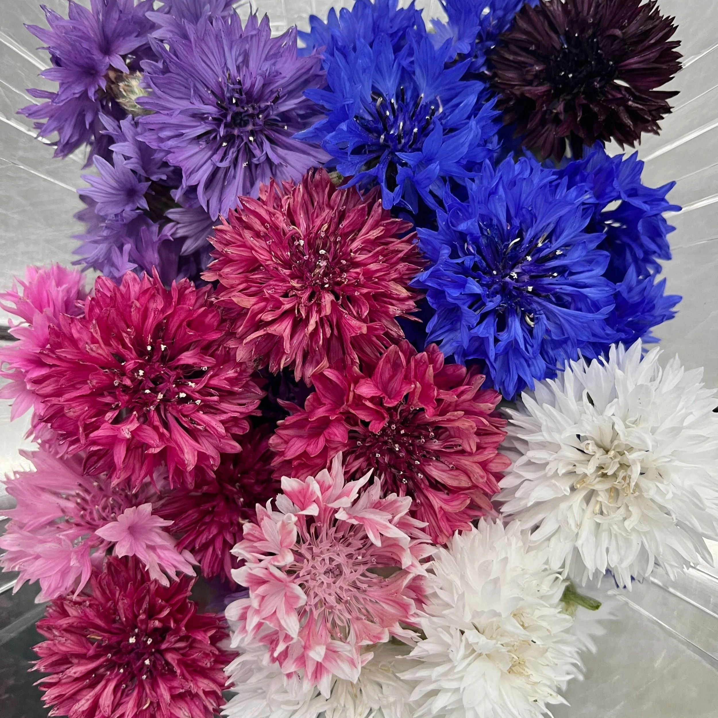 Cornflower - Mix. 40ct