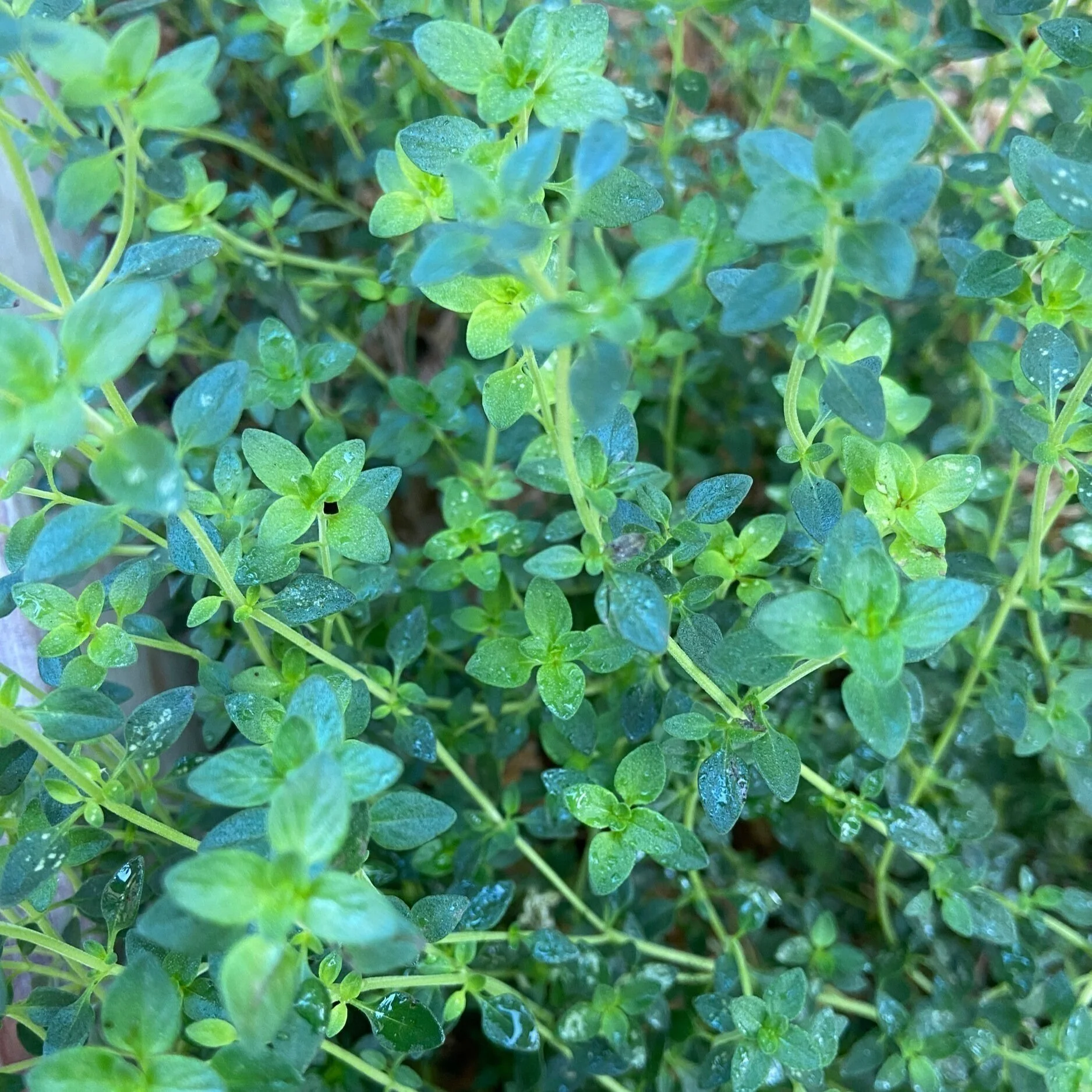 Lemon Thyme