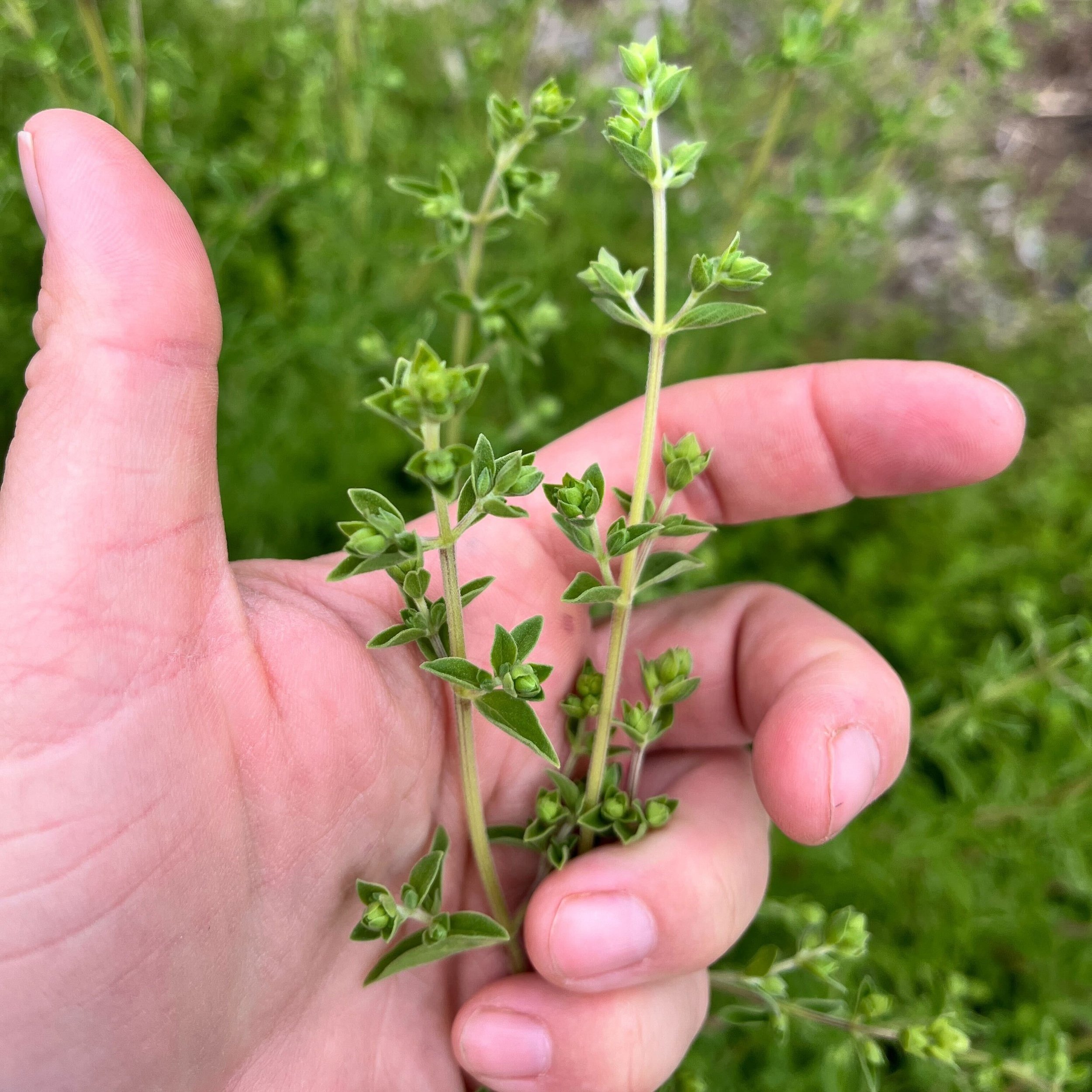 Sweet Marjoram Flowering Product Image