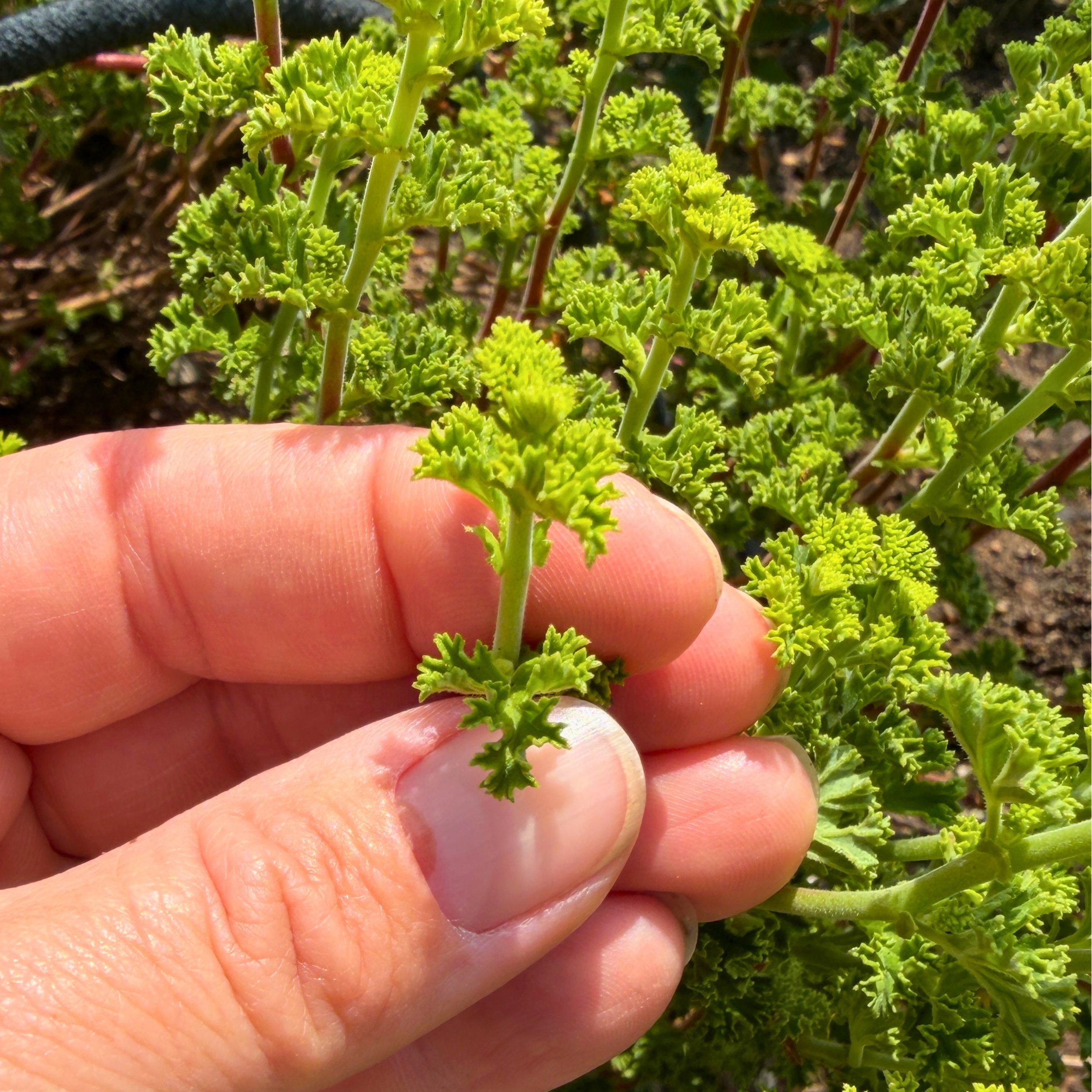Lemon Geranium